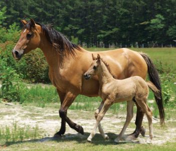 American Livestock Breeds from Colonial Times Image